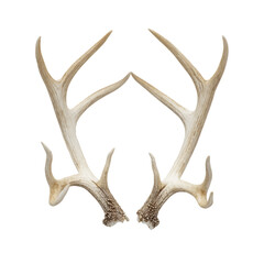 Naklejka premium Deer antlers shed on transparent background