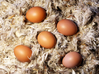 Brown farm chicken eggs and feathers.