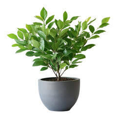 Small plant in gray pot on transparent background