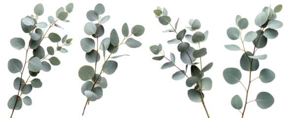 Eucalyptus branches with round and elongated leaves are neatly arranged on a transparent background, emphasizing their fresh green color and natural elegance.