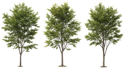 Three ash trees stand side by side, displaying their thick green leaves and sturdy trunks in the bright daylight. This scene captures the essence of summer greenery.