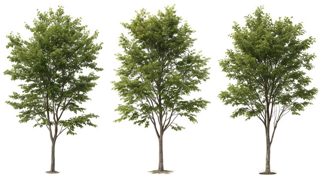 Three ash trees stand side by side, displaying their thick green leaves and sturdy trunks in the bright daylight. This scene captures the essence of summer greenery.