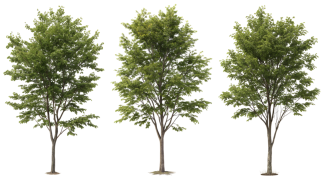 Three ash trees stand side by side, displaying their thick green leaves and sturdy trunks in the bright daylight. This scene captures the essence of summer greenery.