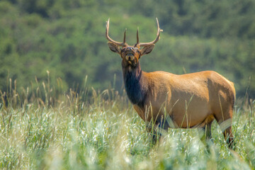 Obraz premium Wild bull elk or wapiti with antlers standing in a tall green grass meadow representing nature and wildlife with copy space