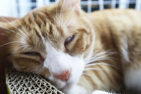 funny cat roll eyes close up. fluffy cat lying and sleep . Comfortable sleep. kitten eyes