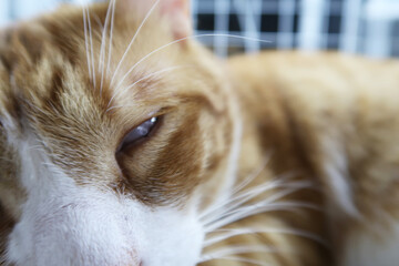 funny cat roll eyes close up. fluffy cat lying and sleep . Comfortable sleep. kitten eyes