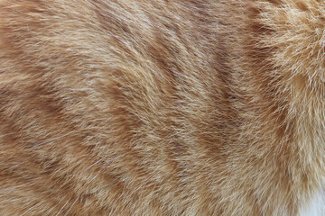 Ginger cat fur texture background. Pet hair background. Orange cat hair, full frame orange fur