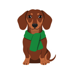 Cute Dachshund Dog in Green Winter Scarf
