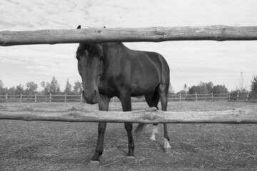 Retro-style black and white photo of thoroughbred horse symbolizing the 2026 New Year