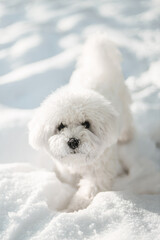 dog in snow bichon frise