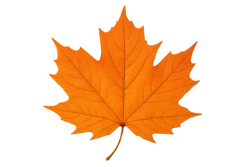 Fototapeta premium Orange maple leaf displaying vibrant autumn color, symbolizing seasonal change and nature on a transparent background