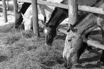 Retro-style black and white photo of thoroughbred horse symbolizing the 2026 New Year