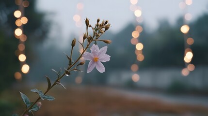 A delicate star shaped purple flower with dew drops glistens against a misty background featuring bokeh lights