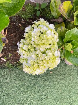 Hydrangea flower, in Indonesia it is known as ''Kembang bokor'', in Malay it is known as''bunga tiga bulan''
