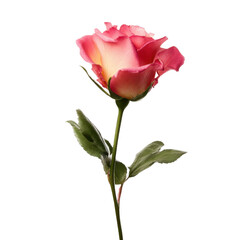 Obraz premium minimal rose stem close-up isolated on white background