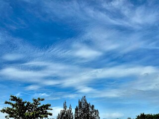 Blue Sky with High Cirrus Clouds and Tree Silhouettes