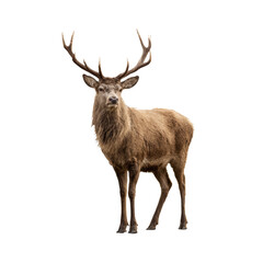 Fototapeta premium Red deer stag standing and looking forward with its large antlers