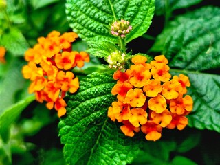 Detailed View of Lantana Plant Showing Flower Buds and Green Leaves