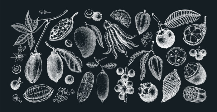 Exotic fruit sketches set on chalkboard. Tropical plants hand drawn vector illustration. Healthy food drawings. NOT AI generated