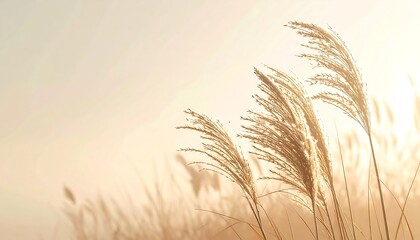 Golden reeds swaying gently in the breeze at sunset.
