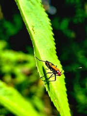 Close-up of Vibrant Red and Black Insect on Green Leaf