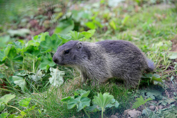 Alpenmurmeltier (Marmota marmota) Nagetier in den Alpen