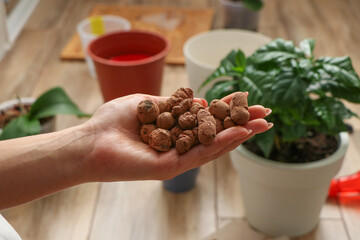 expanded Clay pebbles in female hand with indoor plants, flower pots. concept of repotting houseplants, benefits of expanded clay drainage. Natural Expanded Clay Pebbles for Hydroponics, Aquaponics