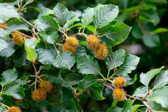 Rotbuche (Fagus sylvatica) Samenkapseln