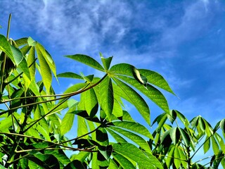 Bright Green Cassava Leaves Against Blue Sky