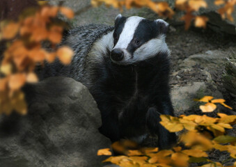 Europäische Dachs (Meles meles) in der Natur © Aggi Schmid
