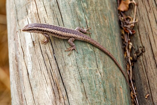 Streifenskink