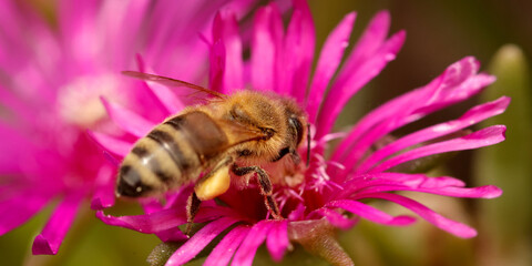 Honigbienen (Apis) Insekt auf Blüte, Panorama 