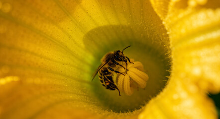 A honey bee covered in pollen collecting nectar inside a yellow pumpkin flower. Macro close-up of an insect during pollination in a summer garden