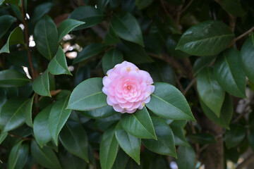Pink Camellia Flower in Soft Natural Light – Spring Floral Background