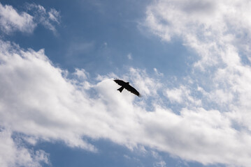 Obraz premium A black kite soars with wings outstretched over Kamakura, Japan, its dark silhouette contrasting crisp daylight and bright cumulus clouds, evoking flight and height.