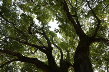 木漏れ日に包まれる