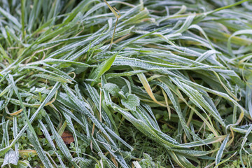 Trawa pokryta porannym szronem, zimne jesienne źdźbła w ogrodzie.