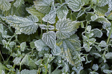 Pokrzywy i dzikie rośliny pokryte porannym szronem, jesienny chłodny kadr natury.
