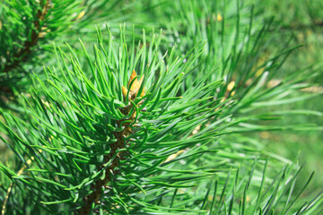 Beautiful close-up of pine branch with green needles for Christmas or New Year greeting card