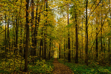Forest path in autumn park covered with falling leaves. Beautiful woodland landscape during fall season for nature background.