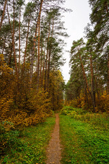 Forest path in autumn park with tall pine trees and golden foliage. Nature trail in seasonal woodland for outdoor activity. Scenic landscape.