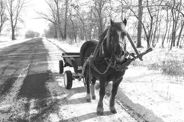 Retro-style black and white photo of horse symbolizing the 2026 New Year