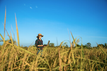 Asian woman farmer standing in yellow paddy rice field, using the research on laptop computer in...