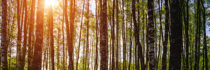 Sunlight filtering through the tall birch trees in a lush green forest, creating a serene and...