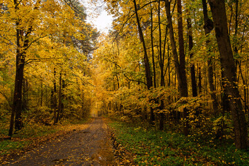 Empty road winding through vibrant autumn forest with tall trees and golden foliage. Nature landscape for background or design element.