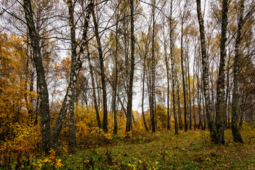 Autumn forest with tall birch tree trunks and fallen yellow leaves on the ground. Natural seasonal scenery, nature background.