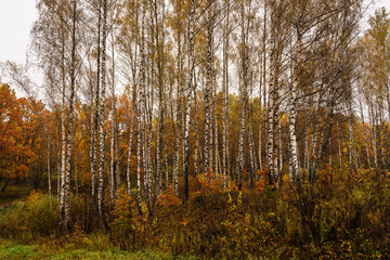 Autumn forest with tall birch tree trunks and fallen yellow leaves on the ground. Natural seasonal scenery, nature background.