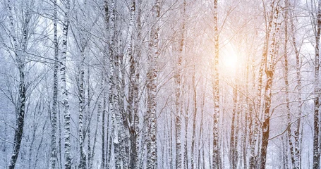 Fototapete Rund Birkenwald Birch grove after a snowfall on a winter day. Birch branches covered with stuck snow.  © Eugene_Photo