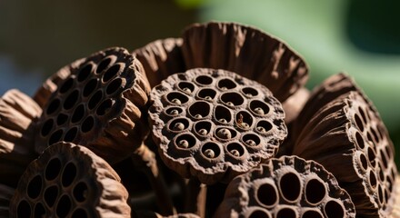 Close up of dry lotus flower seed pods with seeds. Natural textured background for botanical studies, abstract design, or autumnal themes.
