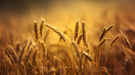 Fototapeta premium august. Golden wheat field swaying in gentle breeze under warm August sunlight. travel magazines, destination branding, designed for outdoor magazines and nature guides, used by product managers.